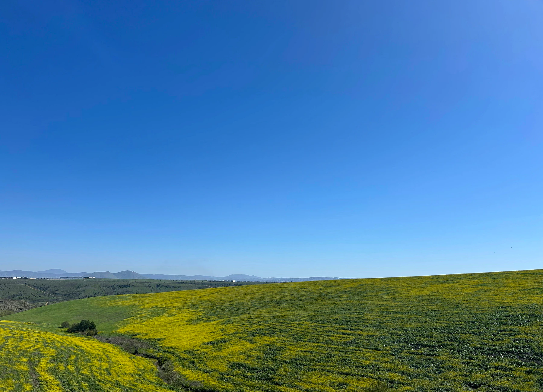 Open hills and spring color in Otay Ranch, Chula Vista